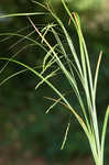 White edge sedge